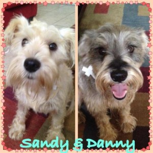 Sandy & Danny | 100+ Abandoned Dogs of Everglades Florida, Inc.