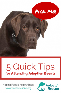 5 Quick Tips for Attending Adoption Events | Voice of Rescue