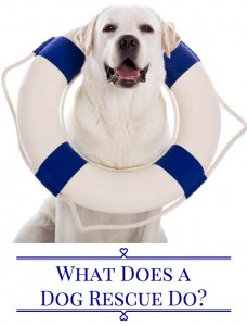 What Does A Dog Rescue Do_Voice of Rescue_blog