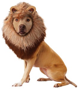 lion-dog-halloween-costume